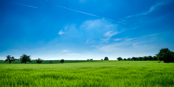 Open land for sale with trees and blue sky