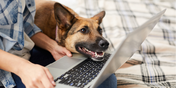 Dog looking at new Star Bank website on laptop